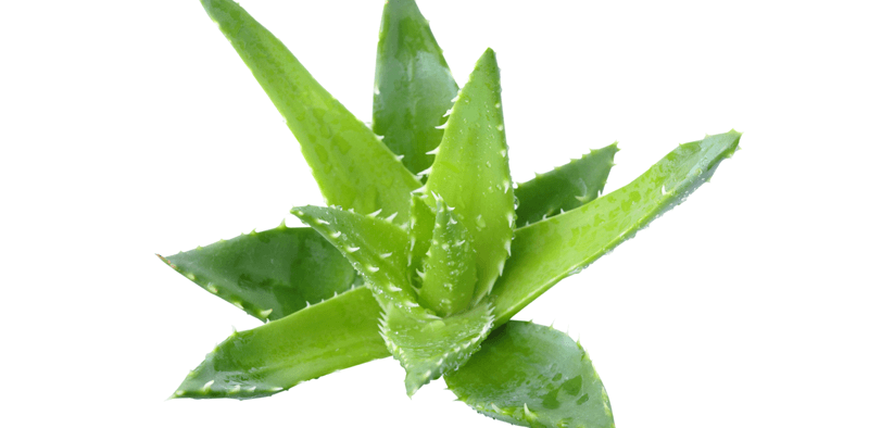 Aloe vera