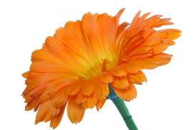 Calendula