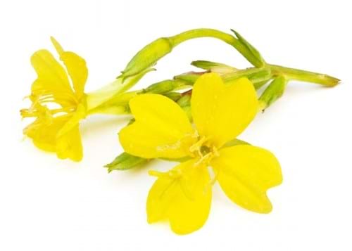 Evening Primrose