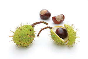 Horse Chestnut