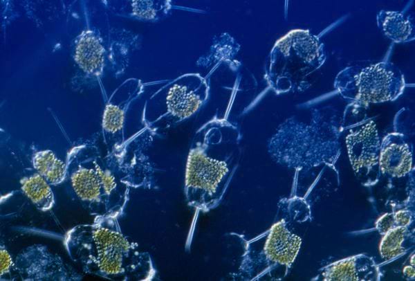 Phytoplankton