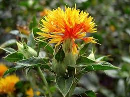 Safflower