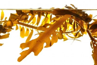 Sea Kelp